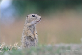 <p>SYSEL OBECNÝ (Spermophilus citellus) /European ground squirrel - Europäischer Ziesel/</p>